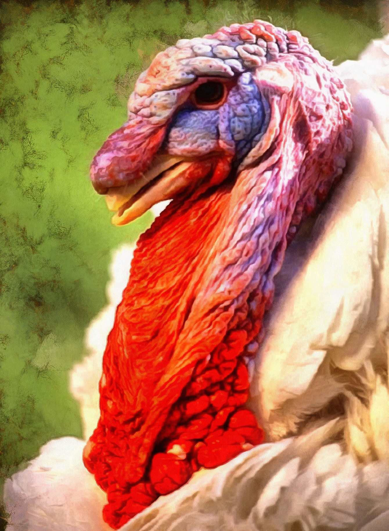 old white turkey, head, live turkey, holiday, thanksgiving, bird ...
