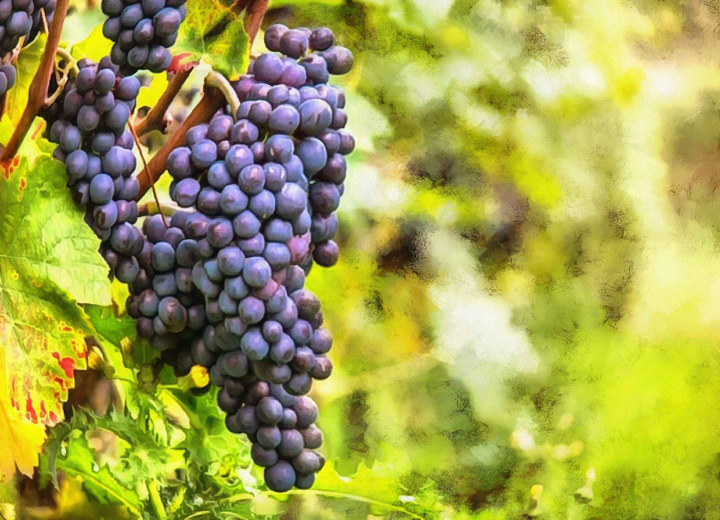 Виноград винный Vitis vinifera
