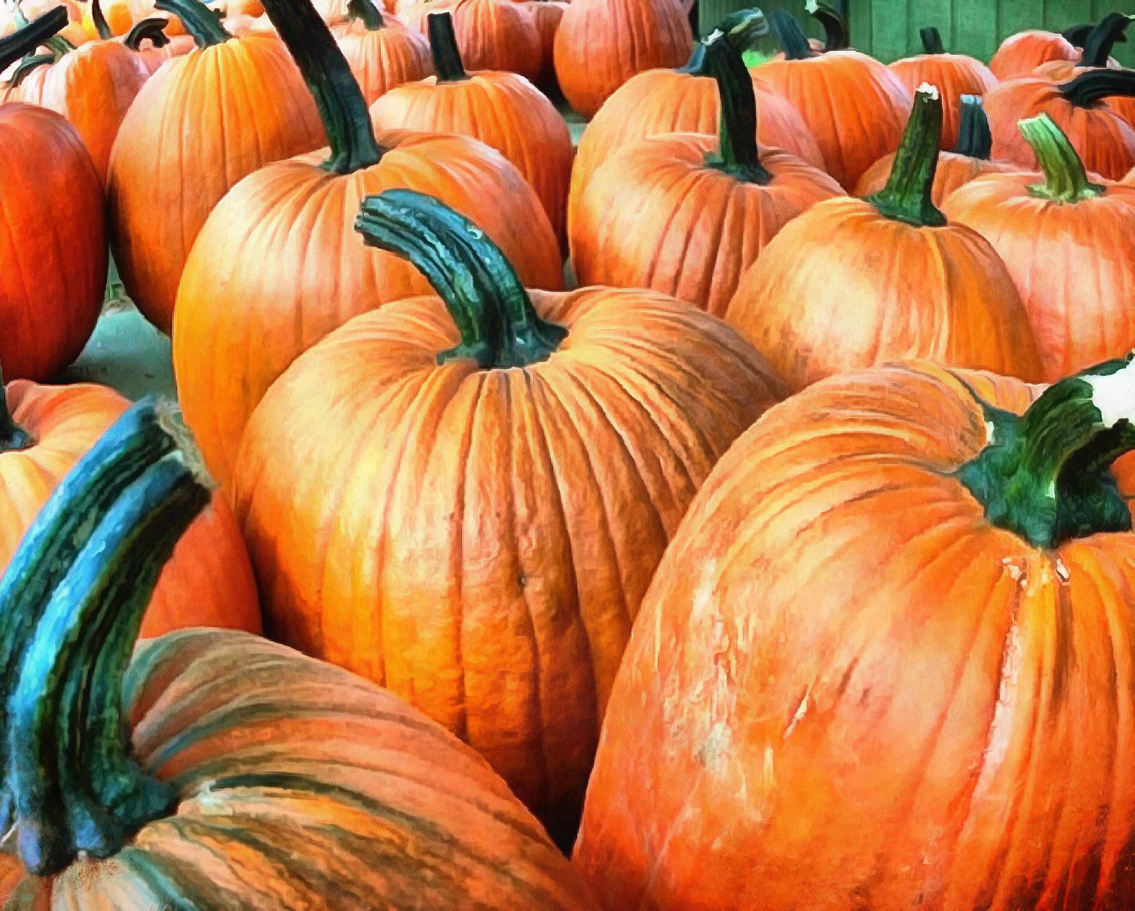 vegetables, harvest, pumpkin, thanksgiving, holiday, - thanksgiving, stock free image, public domain photos, free stock photo, download public domain images.