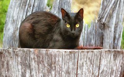  cat, kitten, furry, eyes, Purring, spooky, halloween, -  stock free photos, public domain images, download free images, free stock images, public domain