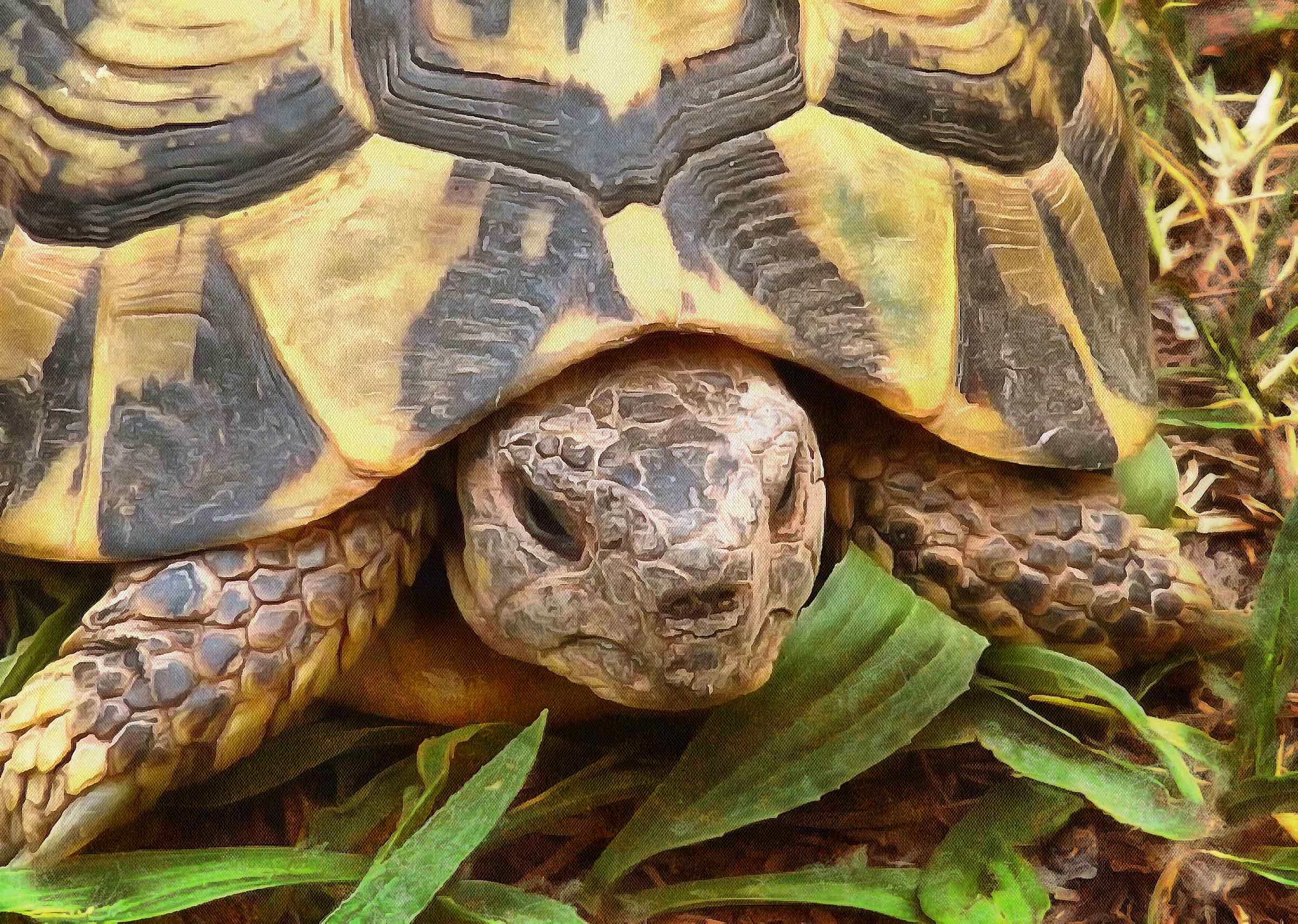 Free Tortoise images, Turtle free images,  –  Turtle stock free images, free images turtles, tortoise public domain images, Turtle public domain images, Tortoise free ,!