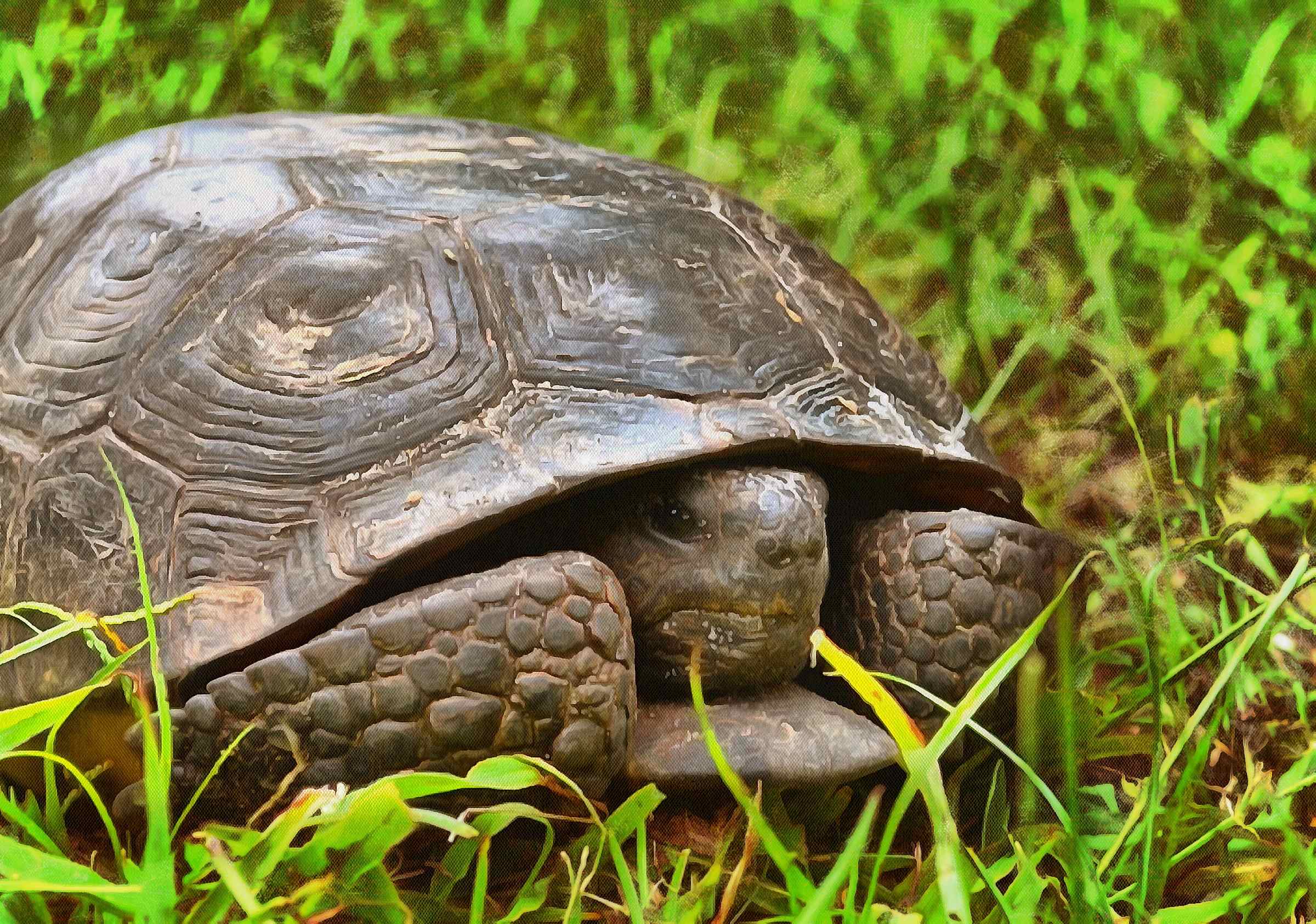 Free Tortoise images, Turtle free images,  –  Turtle stock free images, free images turtles, tortoise public domain images, Turtle public domain images, Tortoise free ,!