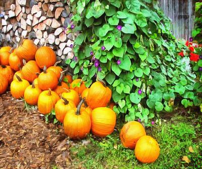 pumpkin, thanksgiving, vegetables, harvest, holiday, 